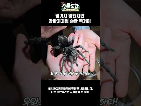 믿기지 않겠지만 강아지처럼 순한 독거미