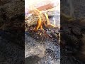نار الغربه نار الغربه