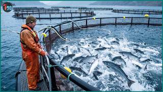 Inside Norway s 18 Billion Seafood Empire - How It Became a Global Powerhouse