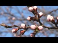 Антонио Вивальди Antonio Vivaldi Времена года Весна 