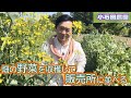 【スナップエンドウ】５月の小石田農園の野菜を収穫して販売所に並べる【絹さや】