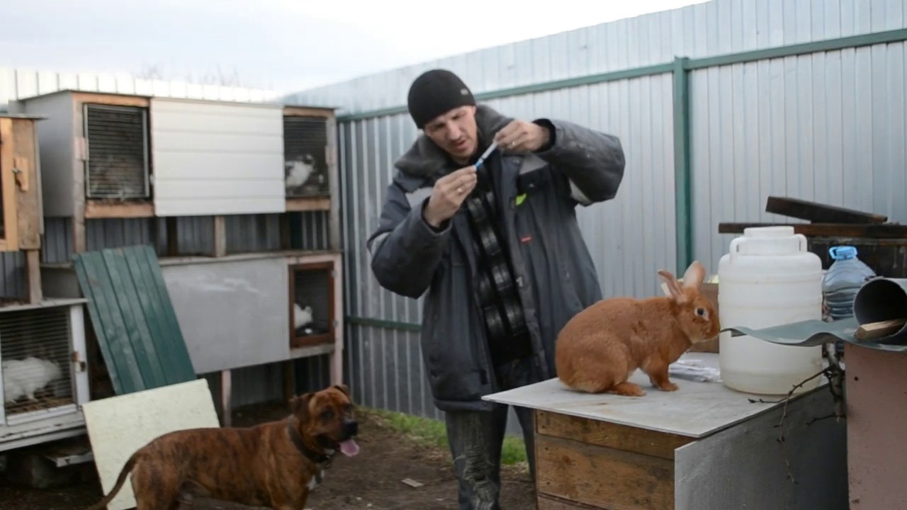 Вакцинация кроликов от миксаматоза // Раббивак В - YouTube Записки дачника