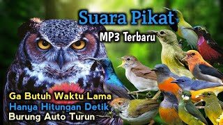 Suara Pikat Burung Kecil Yang Susah Turun Dijamin Paling Ampuh ‼️Anti Gagal Anti Boncos.