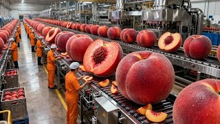 Inside a Modern Peach Processing Plant: From Farm to Canned Peaches (The whole process)