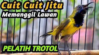 PANCINGAN EMOSI SOGON TROTOL GACOR BIAR CEPAT NGKLEPER NGALAS BONGKAR FULL ISIAN, SOGON METALIK JOSS