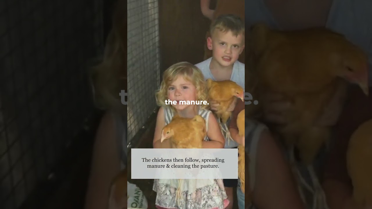 Чем выпас бизонов отличается от выпаса крупного рогатого скота