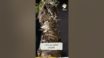 تهاليل وأذكار في رحاب المسجد الأقصى