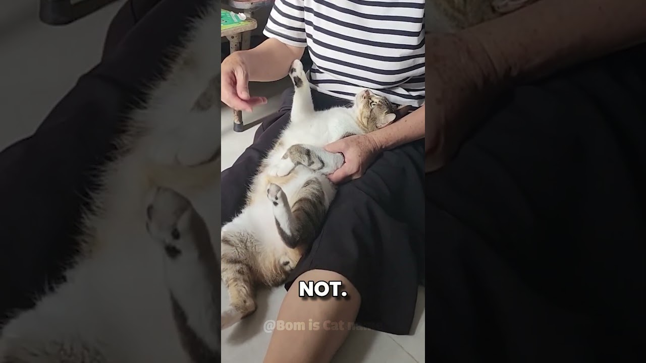 Могут ли кошки выучить правила поведения в доме? 🐈🎭 