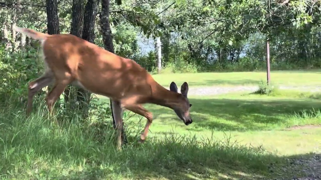 Anicinabe Park, Kenora, ON…Deer Part 1…8/10
