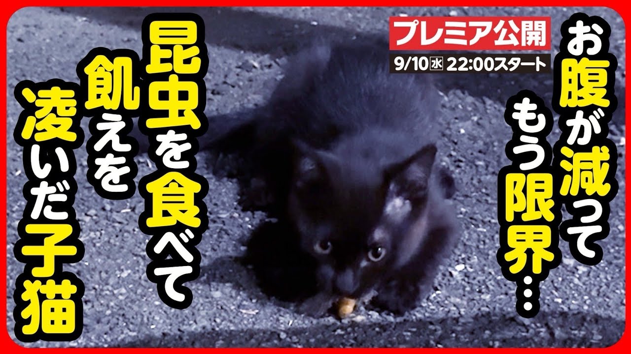 【子猫 保護】スーパーの明かりに集まる虫を食べて飢えを凌ぐ子猫を保護しました