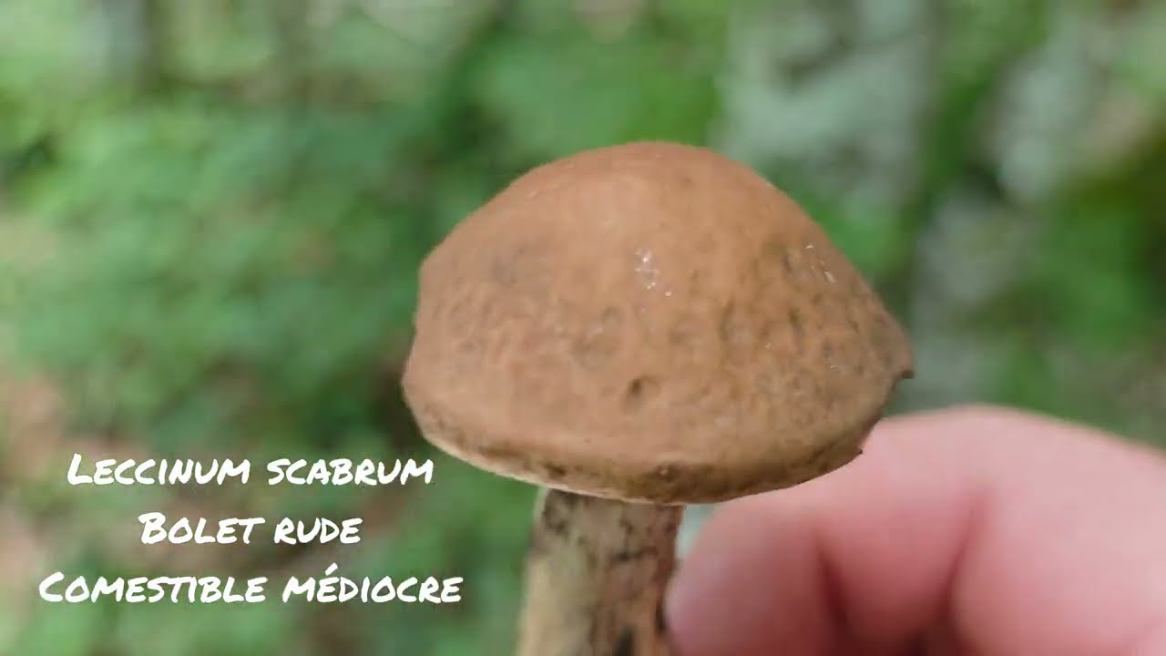 Girolles et premier cèpes ! 16/06/25