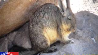 Punay Vizcachita - Duo Loayza