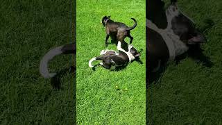Taffy and Nemo kisses, Good Shepherd K9 Rescue