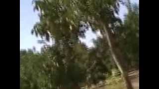 Our Walk Through Our Walnut Orchard
