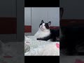 Unlocking the Secret: How Cats Navigate Using Earth's Magnetic Fields!