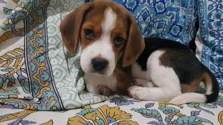 Little Dora | My Beagle Baby