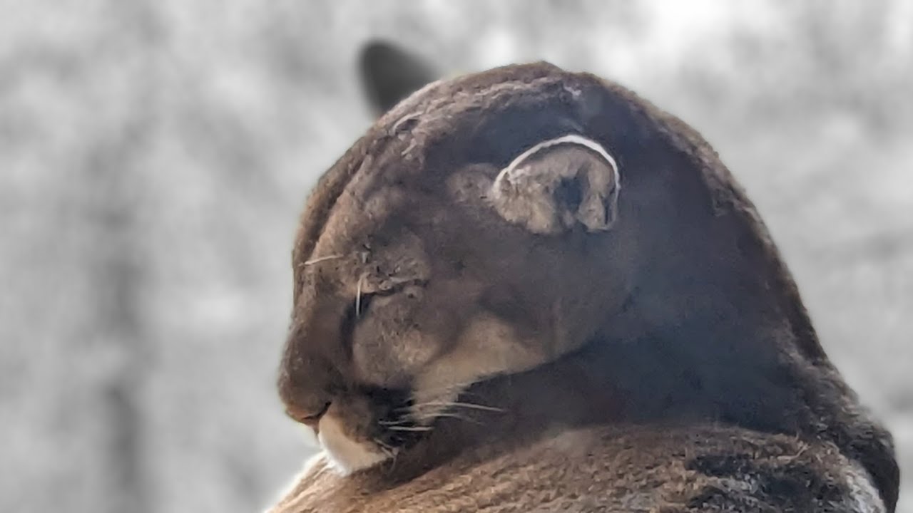 Arizona-Sonora Desert Museum 2023-Ocelot