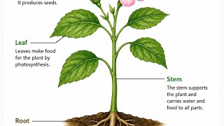 Parts of plant class3 science CBSE | parts of plant and their function | chapter2 science. 