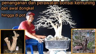 bonsai kemuning jepang//murraya paniculata//bonsai kemuning dari nol sampai jadi.