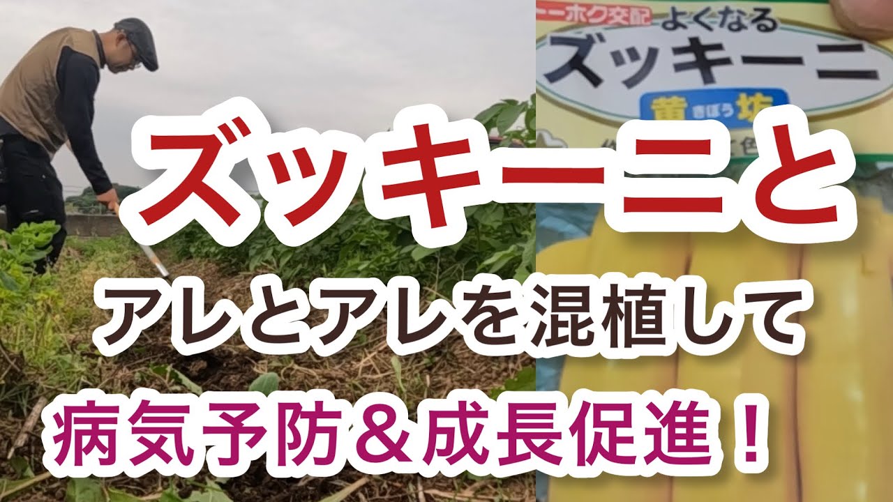 自然農 ズッキーニとアレとアレの混植で病気予防 成長促進 つきよみ自然農園 コンパニオンプランツ ズッキーニの栽培方法 育て方 家庭菜園 Natural Farming Zucchini Youtube