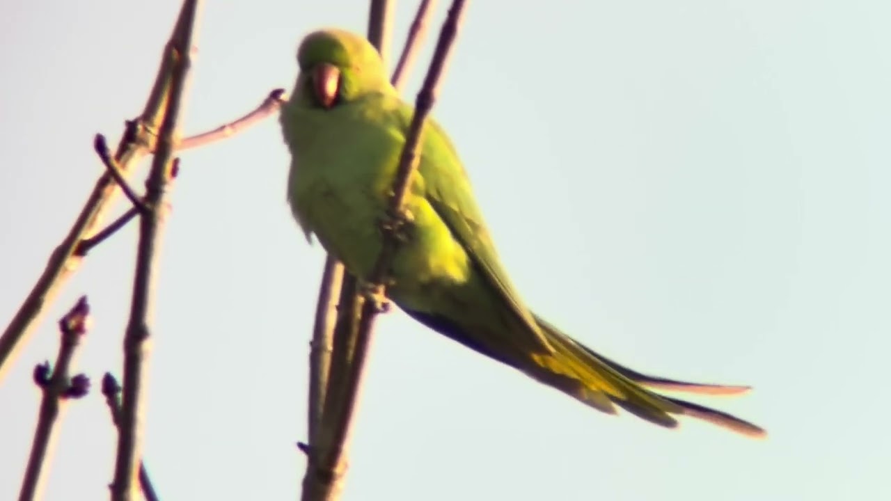 善福寺公園 ワカケホンセイインコ - YouTube