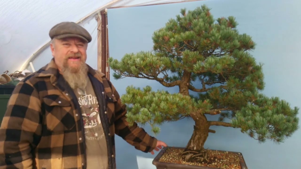 Graham Potter's Bonsai Basics - Japanese White Pine