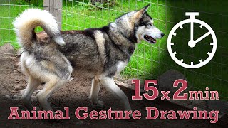 Animal Drawing References #55 - 15x2min poses - Husky Dog