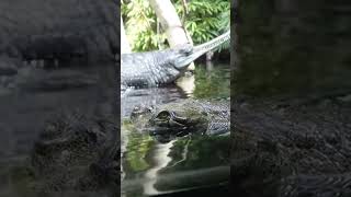 🐊You came to the wrong neighbourhood 😆 #crocodile #aligators #animals
