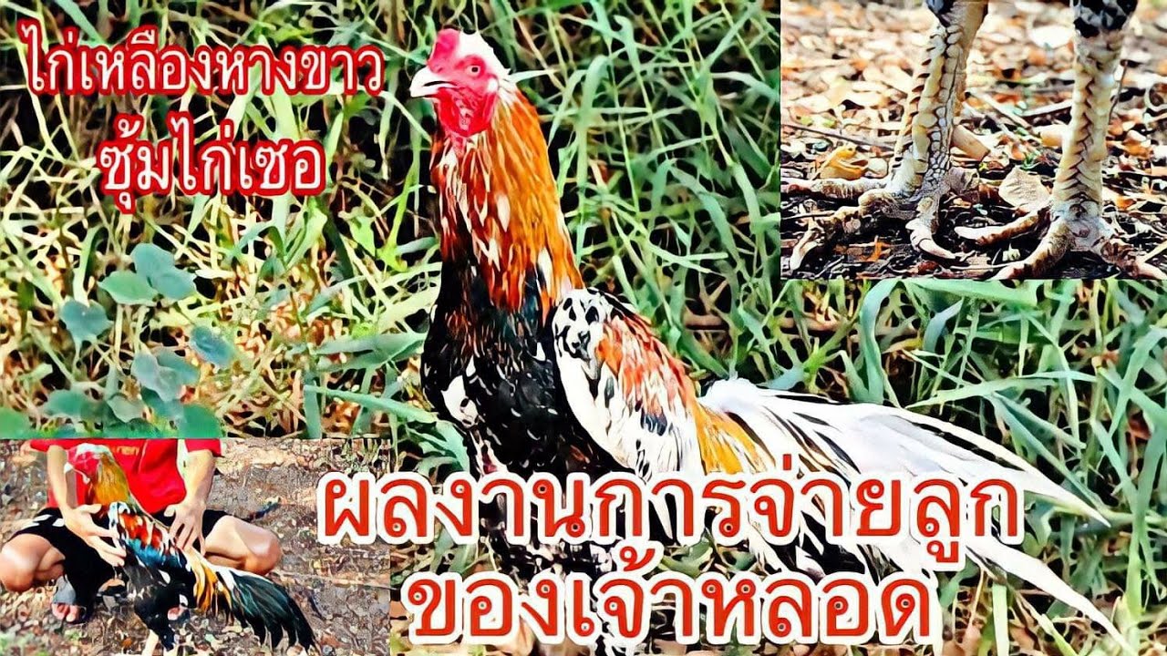 หลอด+ลูก 24 04 64