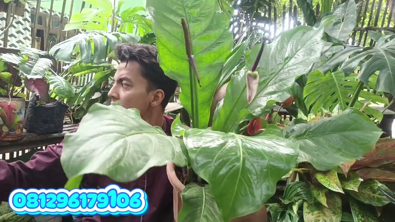 OBRAL BUNGA HIAS MURAH BISA COD