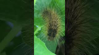 What a hair! ❤️ Hairy Caterpillar #shorts #likes #life #setae