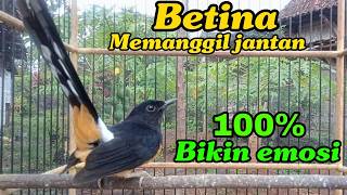Download Lagu Murai betina Memanggil Jantan 100% Emosi BONGKAR MATERI MP3
