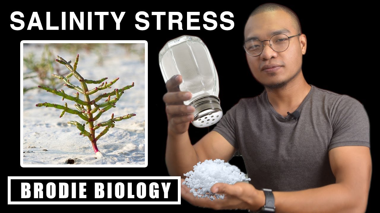 Plant Stress Physiology - Salinity Stress