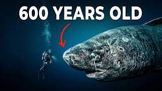 Why Do So Many Animals in the Deep Sea Not Die News