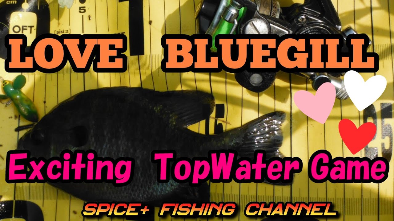 ABU506×BLUEGILL】exciting topwater LOVE BLUEGILL! ※オールド