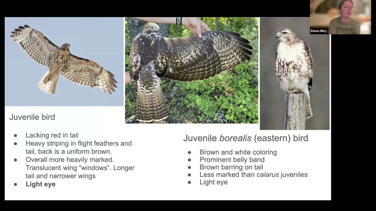 Hawks in Flight: Raptor Identification Skills (Feb 2026) - YouTube
