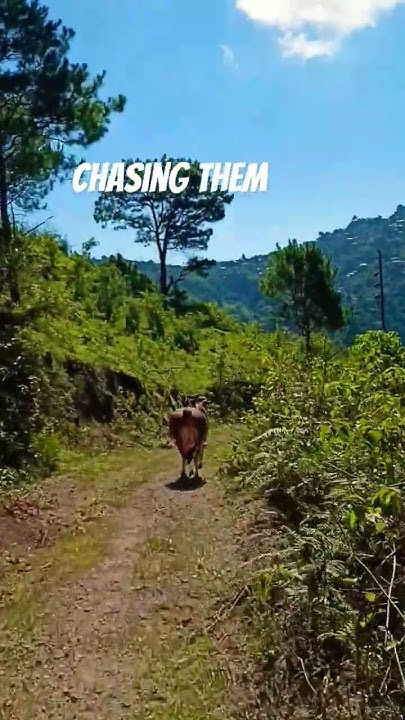 Seeing Cow In Trail shorts shortsviral trailrunning nature seeing-cow-in-trail-shorts-shortsviral-trailrunning-nature