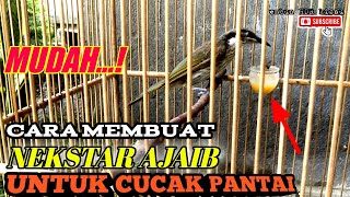 MUDAH❗Membuat nektar ajaib untuk cucak pantai