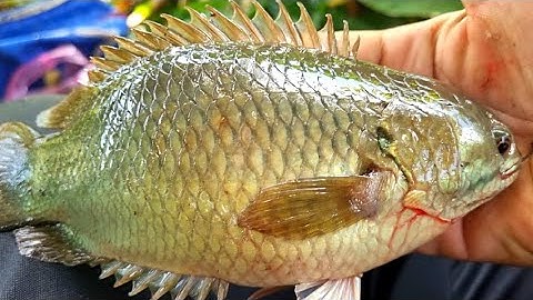 Tập 59 - Săn Cá Rô Lớn Mùa Nước Nổi, Trúng Đậm Toàn Rô Mề Với Rô Khủng | Câu Cá Rô Đồng