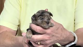 Avery's Schnoodle puppies  June 24, 2025