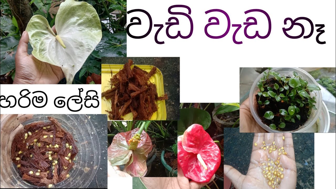 මම ඇන්තුරියමි🌸seeds පැල කරගත්තෙ මෙහෙමයිthis is how I planted anthuriyam  seeds 
