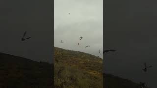 Upland Hunt Shotkam Gen 4 Footage