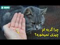 چرا گربه ام چیزی نمیخوره علت بی اشتهایی گربه و روش درمان 