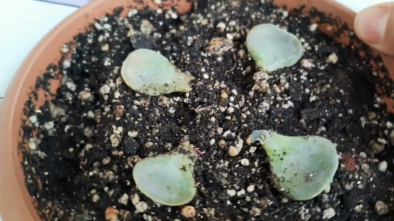 yapraktan sukukent çiçeği nasıl çoğaltılır, sukukent nasıl köklendirilir.