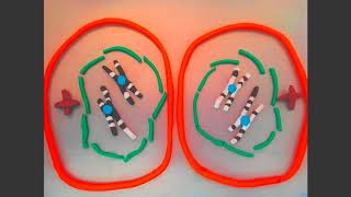 Stop Motion Meiosis - Interphase to Interphase