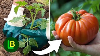Ako posadite paradajz na ovaj način očekujte krupne plodove