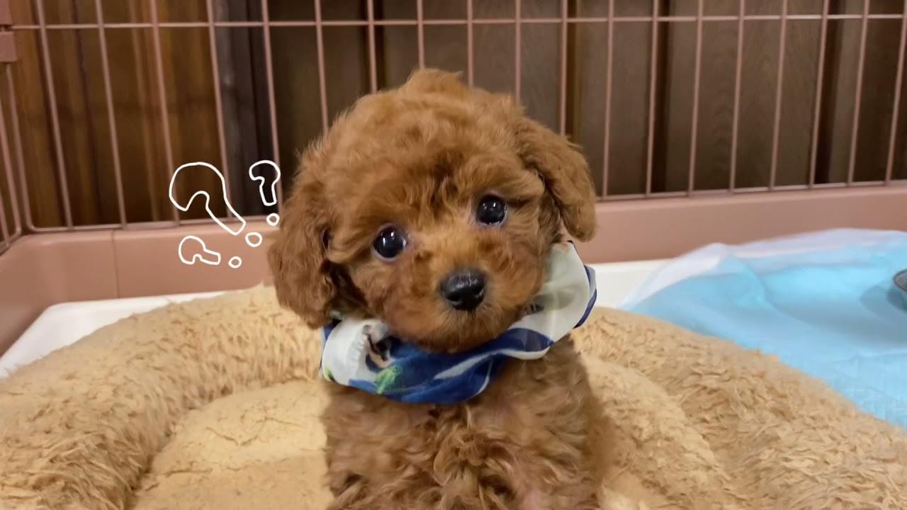 香川本店 子犬情報 ブリーダー直販 トイプードル子犬販売 ぱぴぷぺっと本店 香川本店 子犬情報 ブリーダー直販 トイプードル子犬販売 ぱぴぷぺっと本店