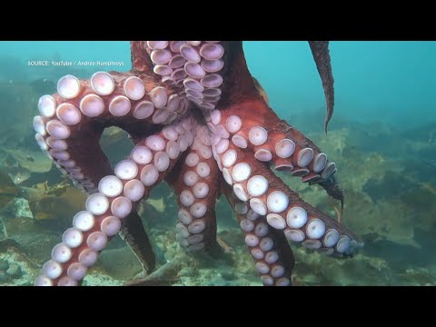 WATCH: Octopus gives scuba driver a 'hug' and 'kiss' in British Columbia