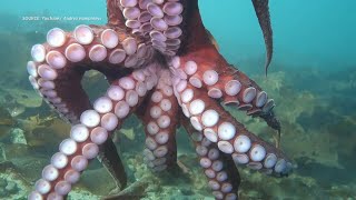 WATCH: Octopus gives scuba driver a 'hug' and 'kiss' in British Columbia