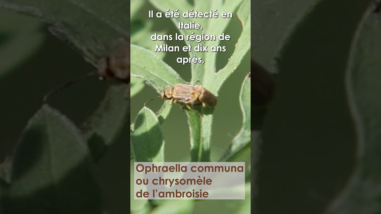 C comme Chrysomèle